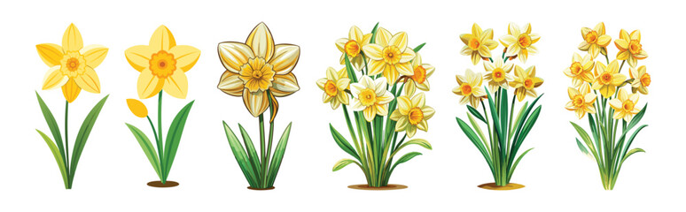 daffodil flower vector art, floral vector, set of beautiful flowers, simple colorful illustration of daffodil flower 