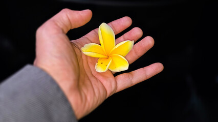 An elegant overhead view capturing a delicate yellow plumeria flower resting on an open Businessman hand showcasing eco green friendly business concept