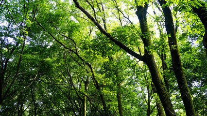 美しい森林公園　武蔵丘陵森林公園