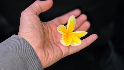 An elegant overhead view capturing a delicate yellow plumeria flower resting on an open Businessman hand showcasing eco green friendly business concept