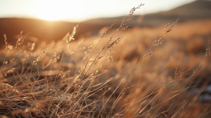 Warm landscape with dry grass, capturing tranquility and oneness with nature. Natural lighting with a wide view.