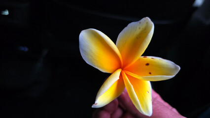 An elegant overhead view capturing a delicate yellow plumeria flower resting on an open Businessman hand showcasing eco green friendly business concept