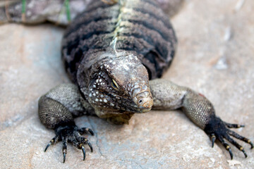 Cuban rock iguana also Cuban ground iguana also (in german Kuba-Leguan also Kubaleguan) Cyclura nubila