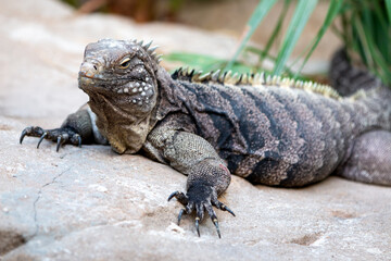 Cuban rock iguana also Cuban ground iguana also (in german Kuba-Leguan also Kubaleguan) Cyclura nubila