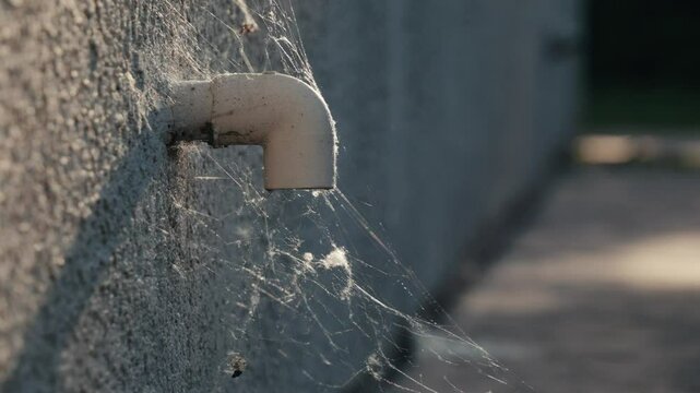 Spiderweb on plastic pipe on side of a house 