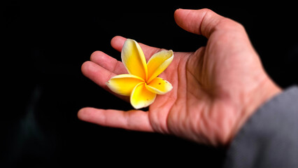 An elegant overhead view capturing a delicate yellow plumeria flower resting on an open Businessman hand showcasing eco green friendly business concept