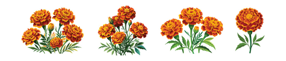 marigold flowers vector art, floral vector, set of beautiful flowers, simple colorful illustration of marigold flowers 