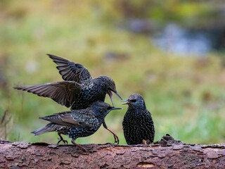 Star (Sturnus vulgaris)