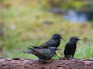 Star (Sturnus vulgaris)