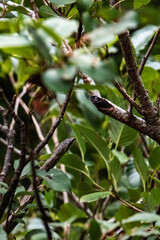 A snake is slithering on the tree