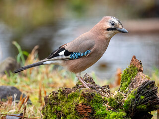 Eichelhäher (Garrulus glandarius) 