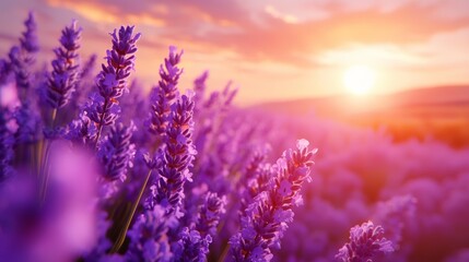 Fototapeta premium Lavender Aromatherapy Harnessing Calm with Essential Oil Bottle on Purple Lavender Field