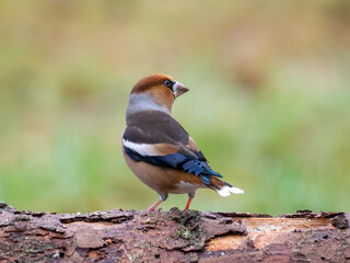 Kernbeißer (Coccothraustes coccothraustes)