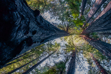 Redwood Tree