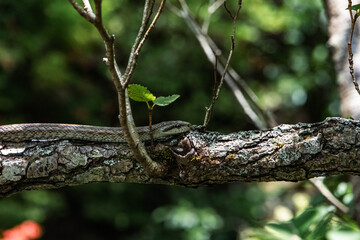 A snake is slithering on the tree