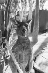 Kanga Roo