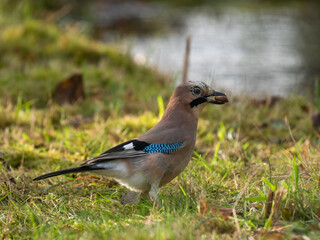 Eichelhäher (Garrulus glandarius)