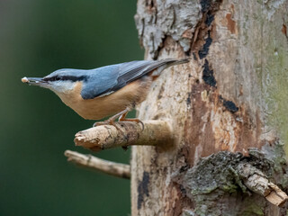 Kleiber (Sitta europaea)