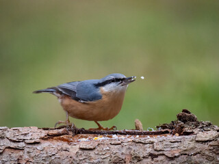 Kleiber (Sitta europaea)