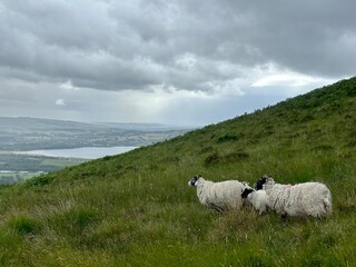 Sheep Overlooking Loch Lomond