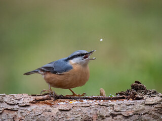 Kleiber (Sitta europaea)