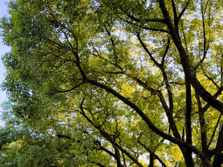 Lush Green Tree Canopy Bathed in Warm Sunlight