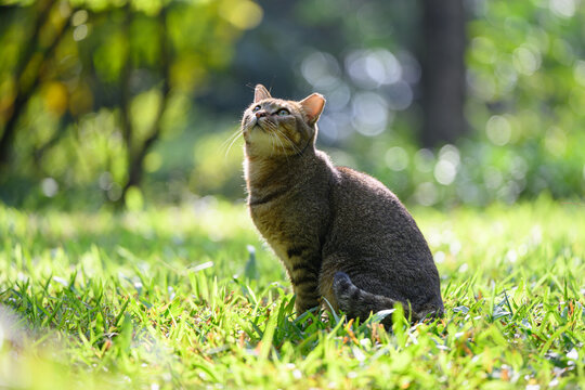 The Cat sitting on grass - Powered by Adobe