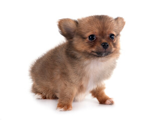 young chihuahua in studio