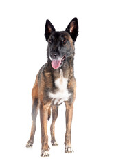 malinois in studio