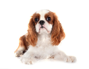 young cavalier king charles