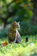 The Cat sitting on grass