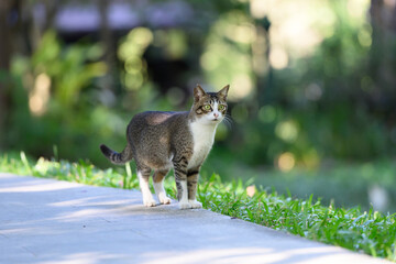 The Cat in the park