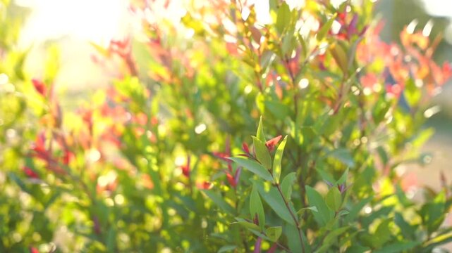 The tops of the ornamental trees by the fence are orange, and the backdrop is the faint orange light of the setting sun.