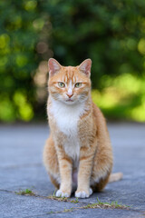 Cat sitting on the floor
