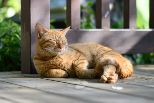 Tabby sleeping on the floor