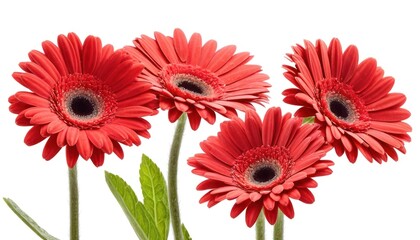 Vibrant Red Gerbera Daisies: A Stunning Floral Bouquet
