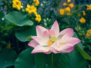 pink lotus flower