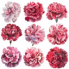 set of dahlia flowers isolated