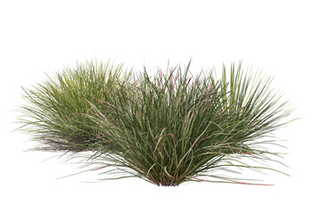 Green grass bushes on transparent background