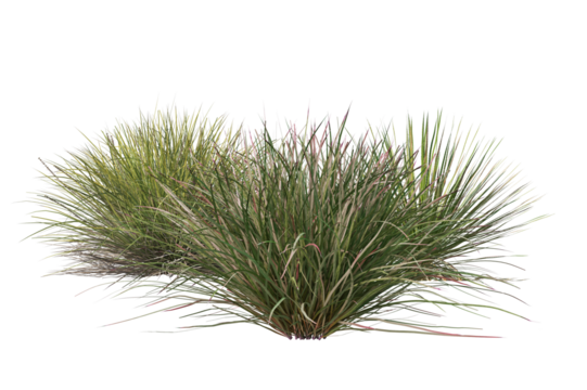 Green grass bushes on transparent background