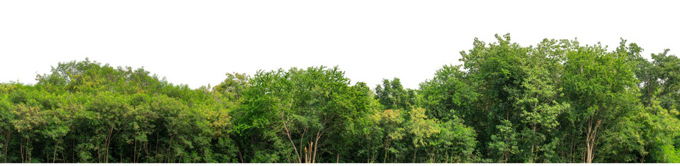Forest and foliage in summer isolated on transparent background with cut path and alpha channel, high resolution.