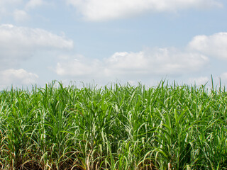 Beautiful sugarcane fields in northeastern Thailand.