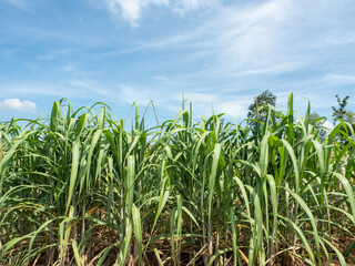 Beautiful sugarcane fields in northeastern Thailand.