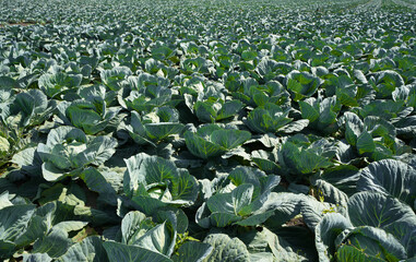 A field with green cabbages. Plant close-up.

