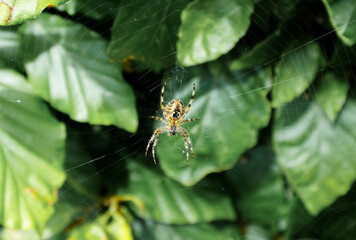 Close-up of a garden spider in its web. insect in nature. Araneus.
