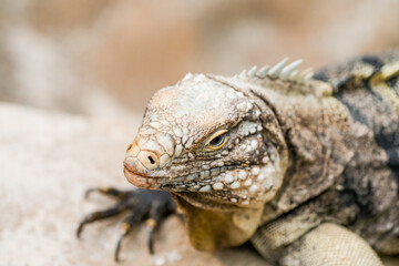 Portrait of a Cuban iguana. Animal in close-up.
