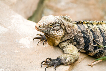Portrait of a Cuban iguana. Animal in close-up.
