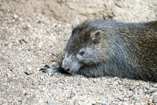 Portrait of a Kuba tree rat. Rodent close-up. Hutiaconga. Capromys pilorides. Cuban hutia.
