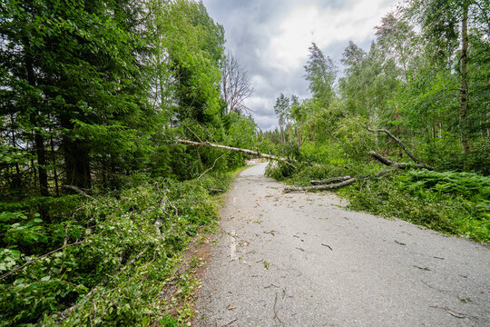 Fallen trees amidst road in forest
