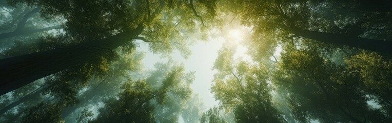 Views of tree canopies with sunlight filtering through leaves in a serene forest setting